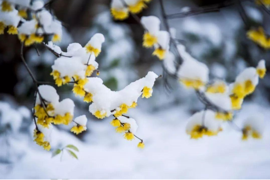 春雪诗词名句大全（十首春雪的诗词）