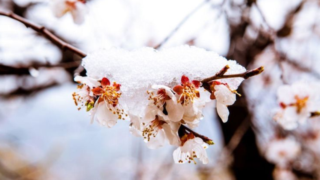 春雪诗词名句大全（十首春雪的诗词）