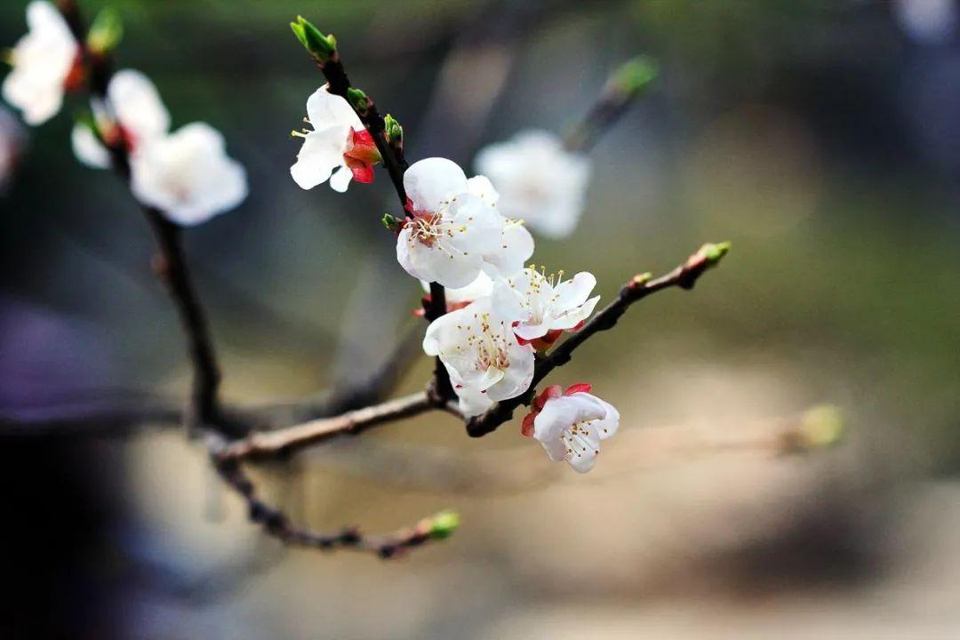 杏花诗词名句有哪些（十首杏花的诗词）