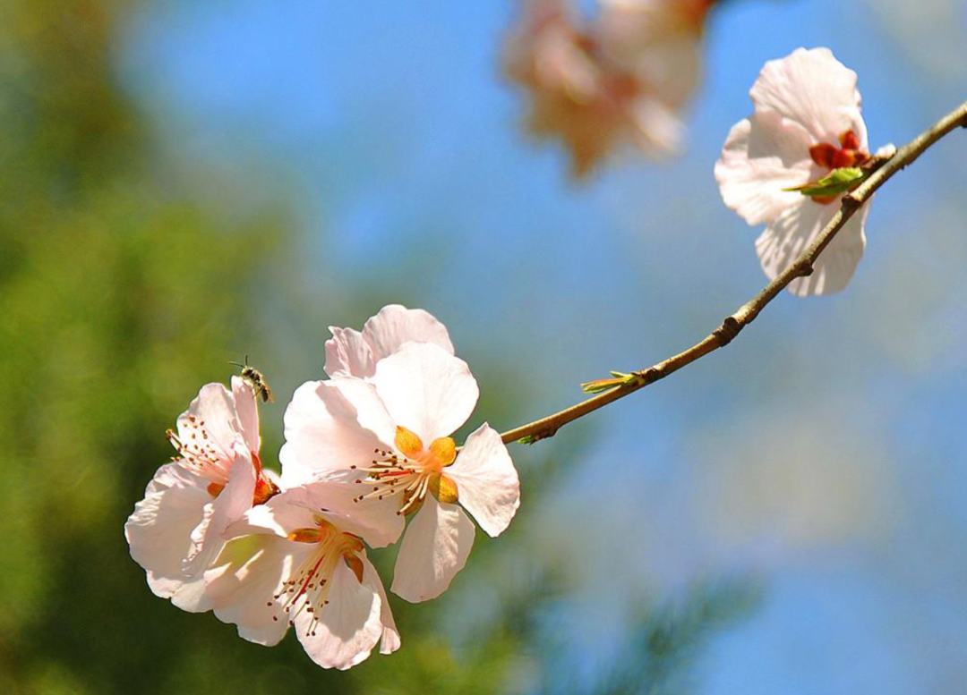 杏花诗词名句有哪些（十首杏花的诗词）