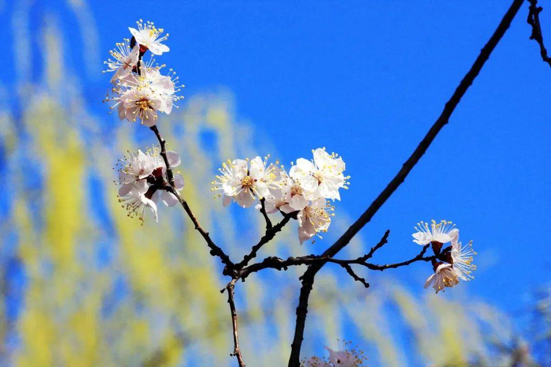 杏花诗词名句有哪些（十首杏花的诗词）