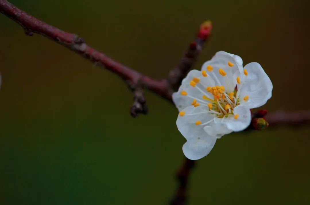 杏花诗词名句有哪些（十首杏花的诗词）