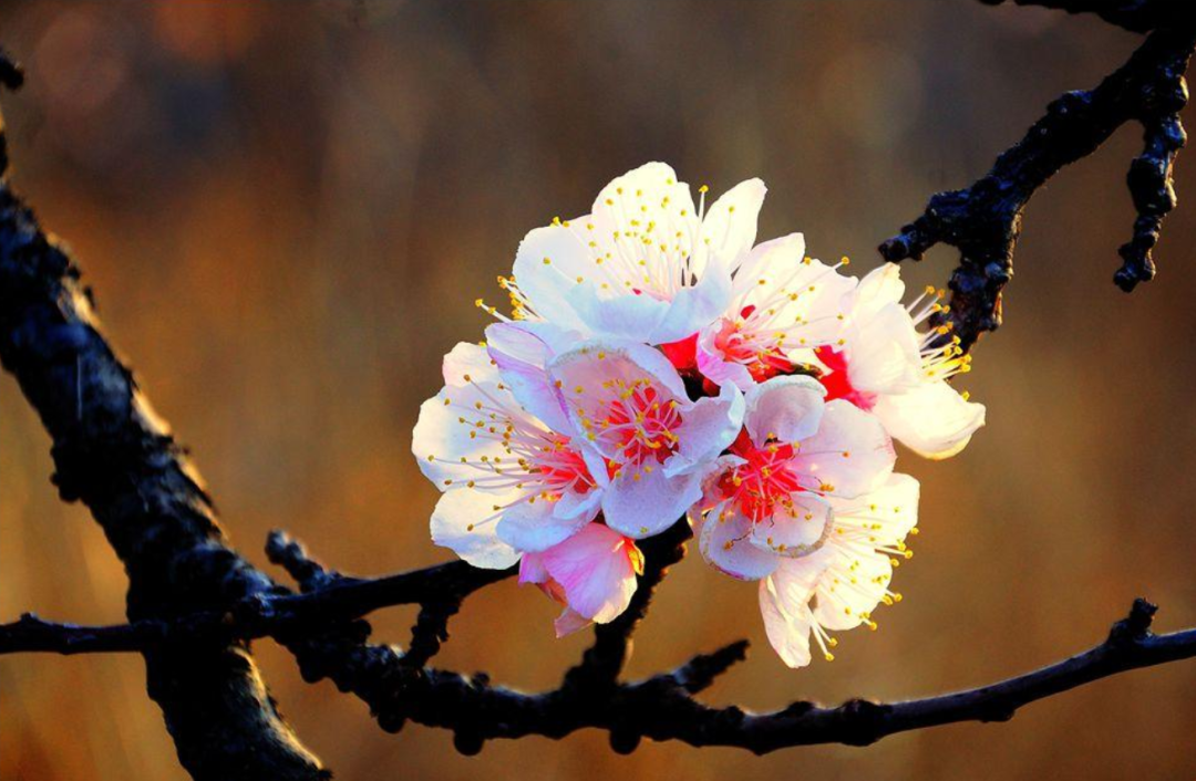 杏花诗词名句有哪些（十首杏花的诗词）