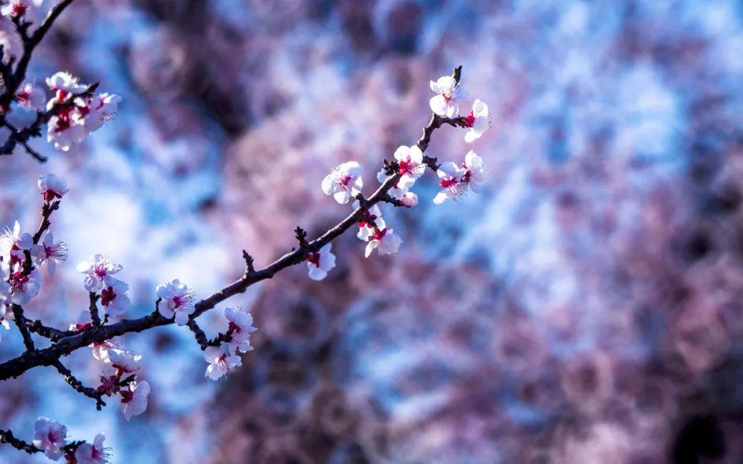 杏花诗词名句有哪些（十首杏花的诗词）