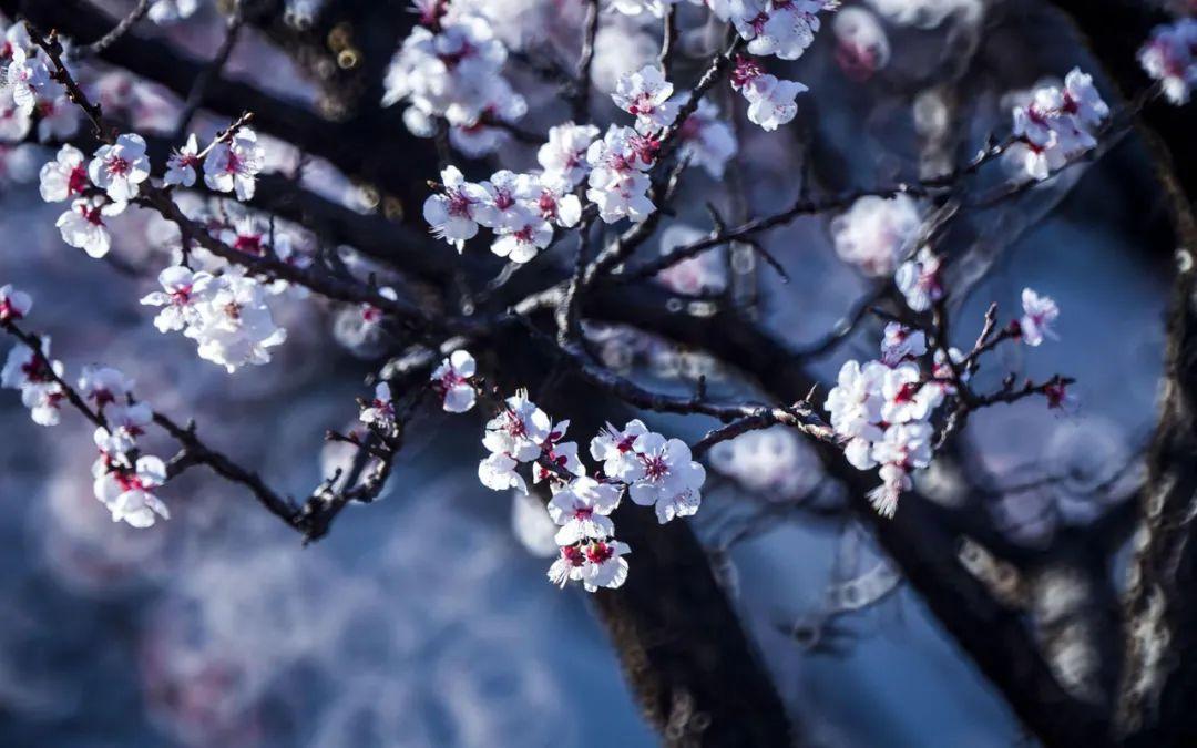 杏花诗词名句有哪些（十首杏花的诗词）