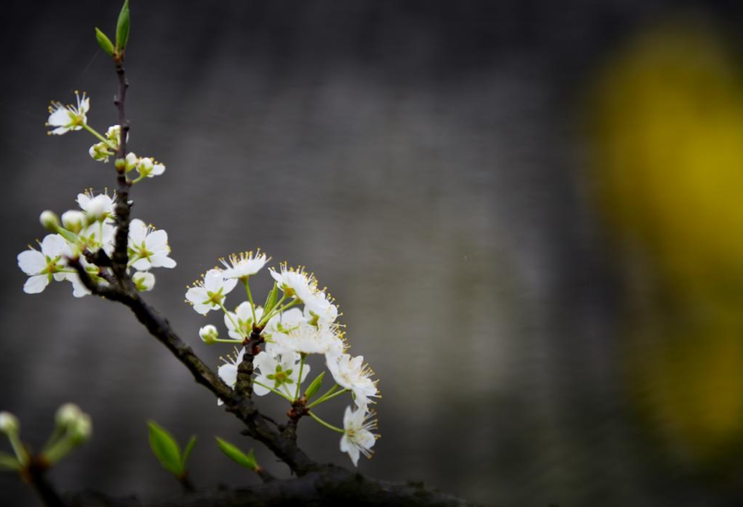 素雅清新，花团锦簇（十首有关李花的诗词）