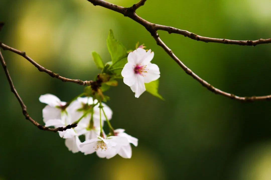 素雅清新，花团锦簇（十首有关李花的诗词）