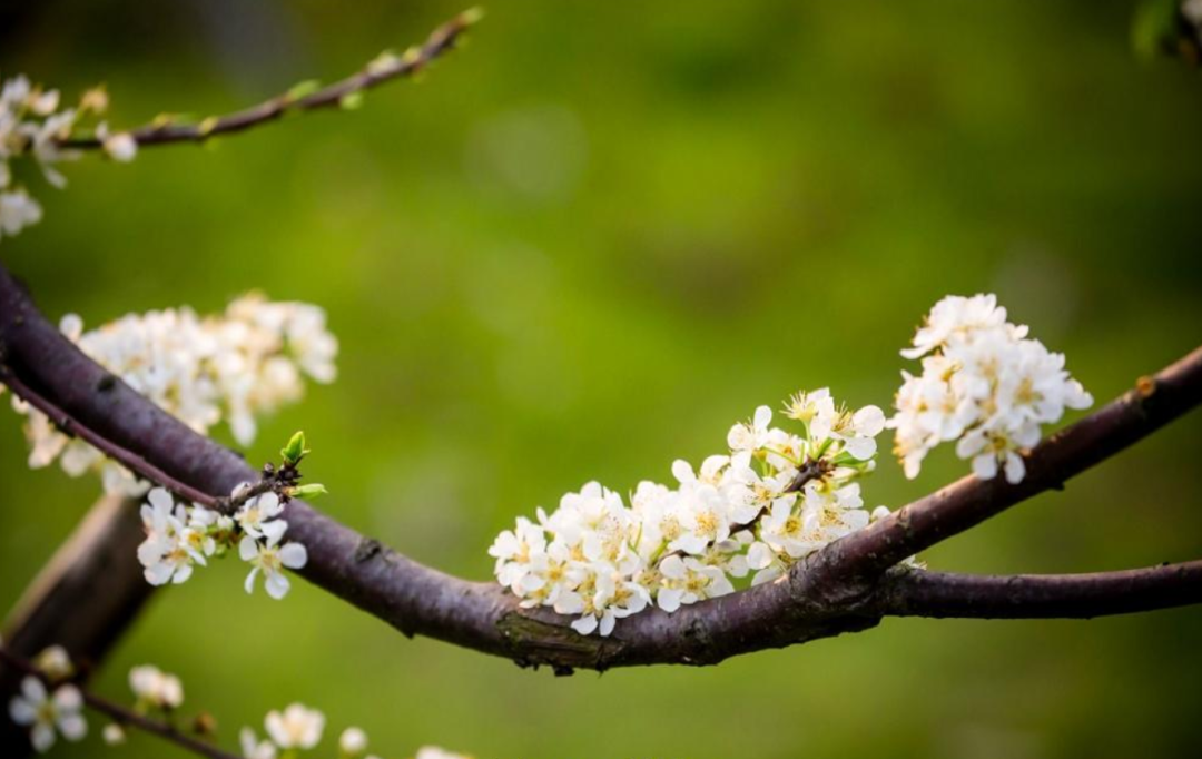 素雅清新，花团锦簇（十首有关李花的诗词）