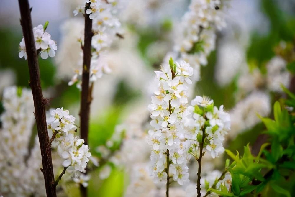 素雅清新，花团锦簇（十首有关李花的诗词）