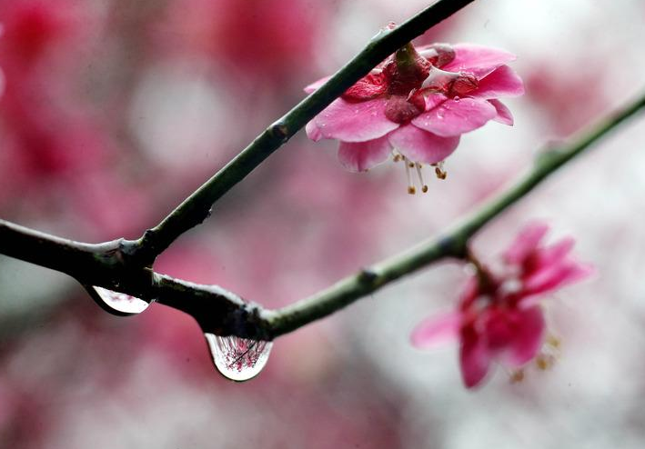 春雨诗词名句有哪些（十首春雨诗词）