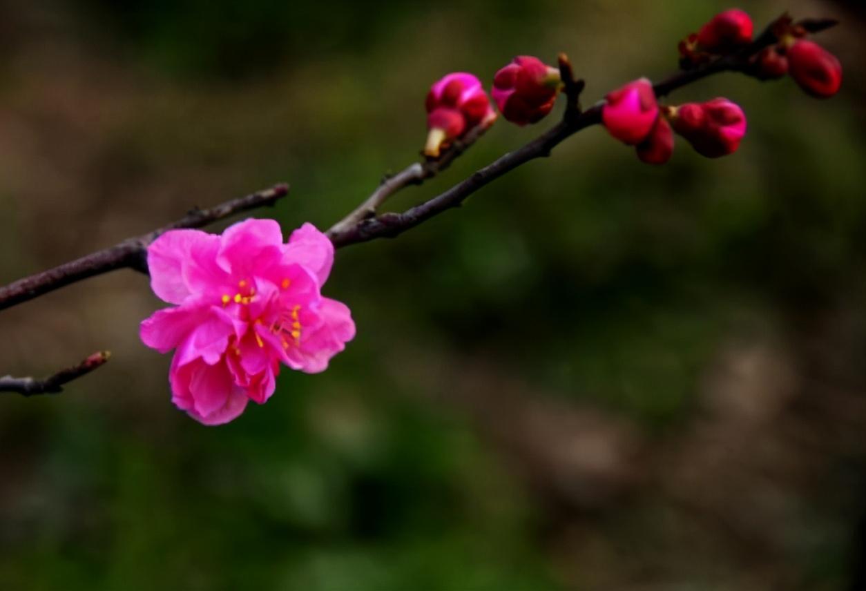 春意诗词名句大全（十首春意的诗词）