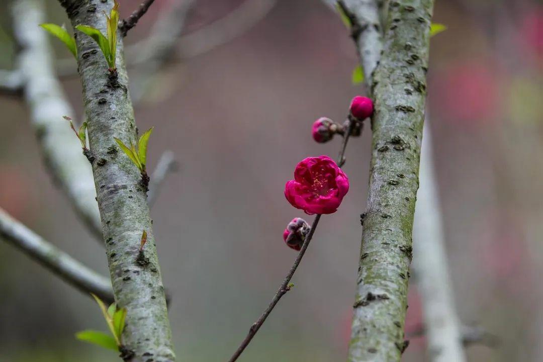 春暖花开，春意荡漾（十首立春的诗词）