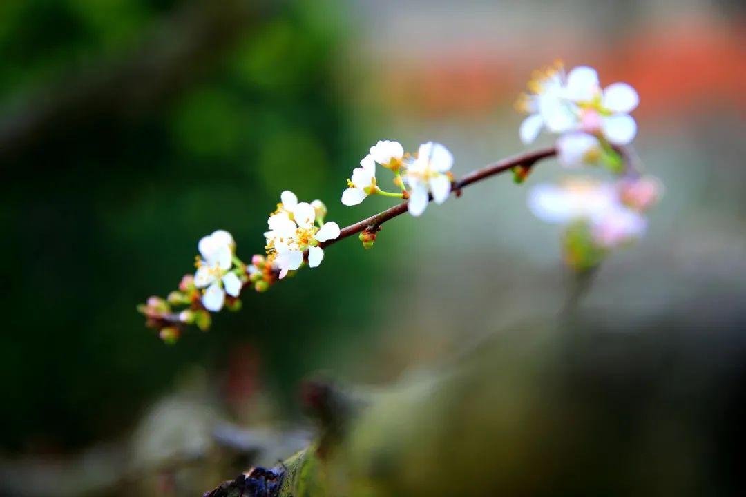 春暖花开，春意荡漾（十首立春的诗词）