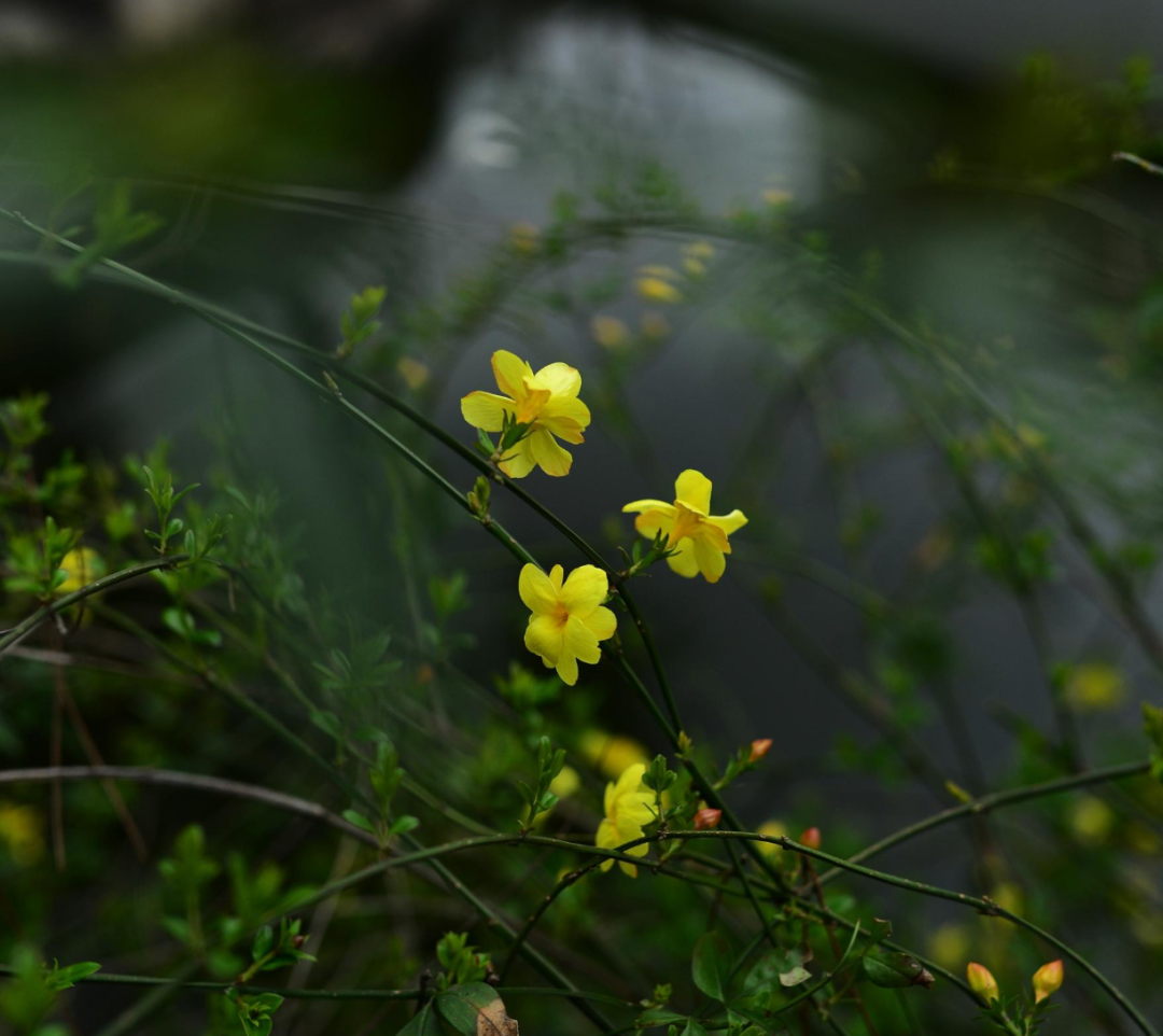 迎春花诗词名句有哪些（十首迎春花的诗词）