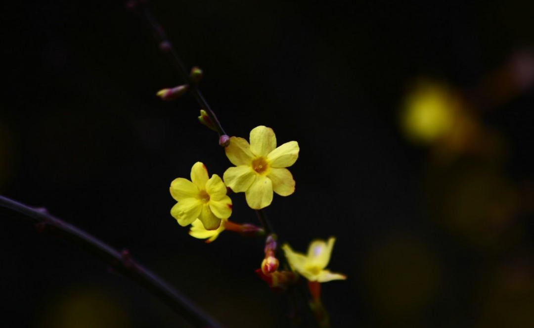 迎春花诗词名句有哪些（十首迎春花的诗词）