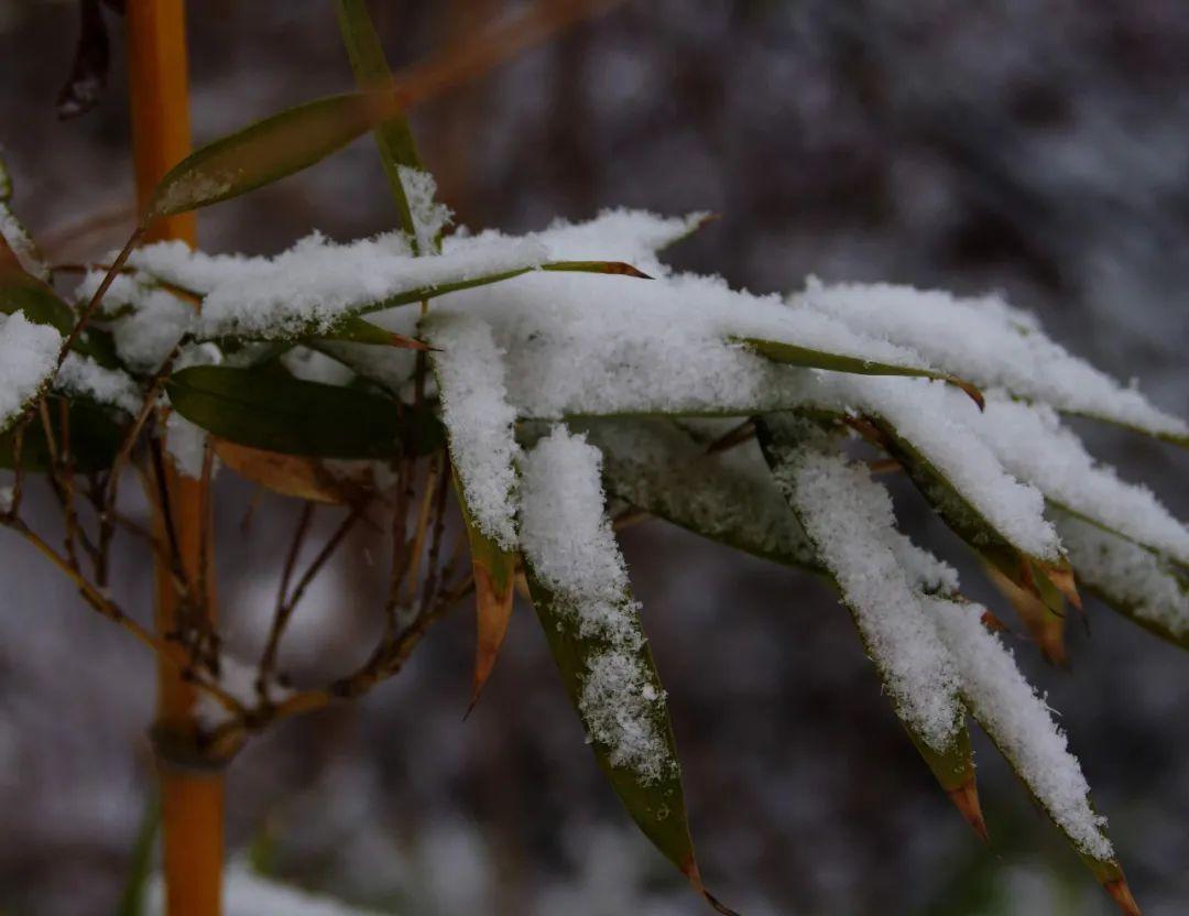 夜雪诗词名句有哪些（十首夜雪诗词）