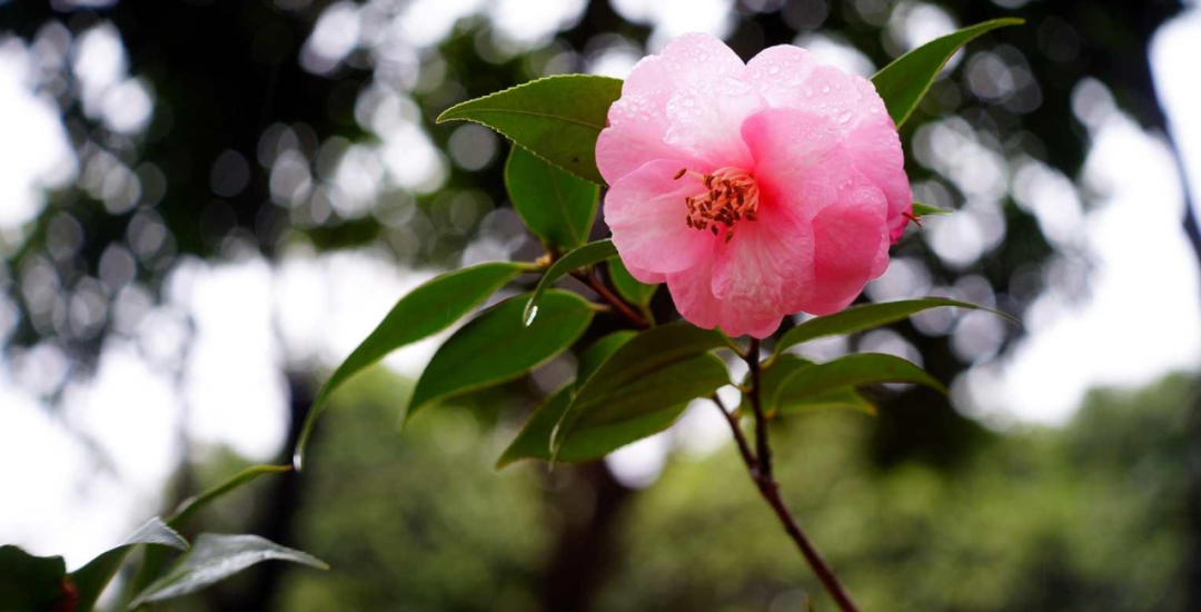 茶花诗词名句大全（10首茶花的诗词）