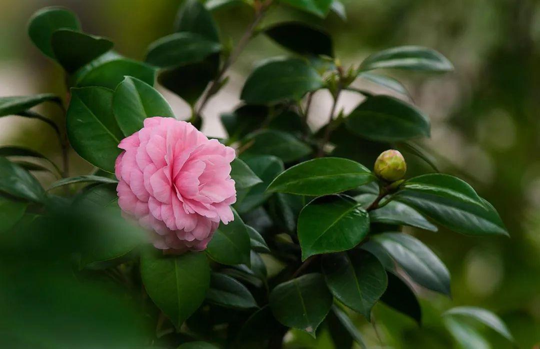 茶花诗词名句大全（10首茶花的诗词）