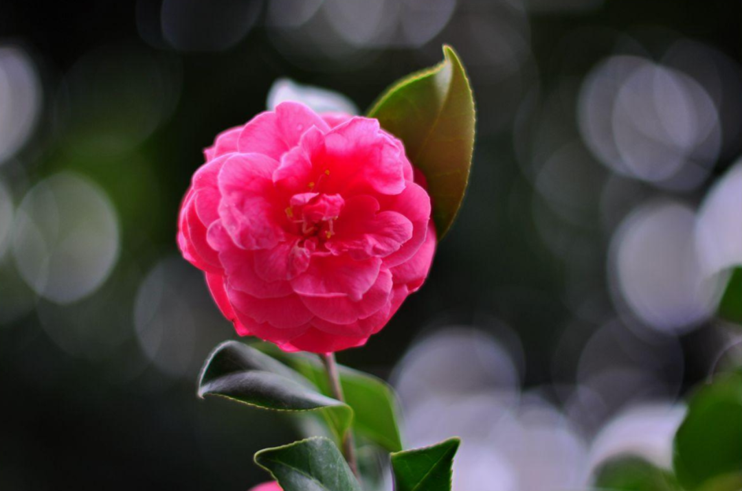 茶花诗词名句大全（10首茶花的诗词）