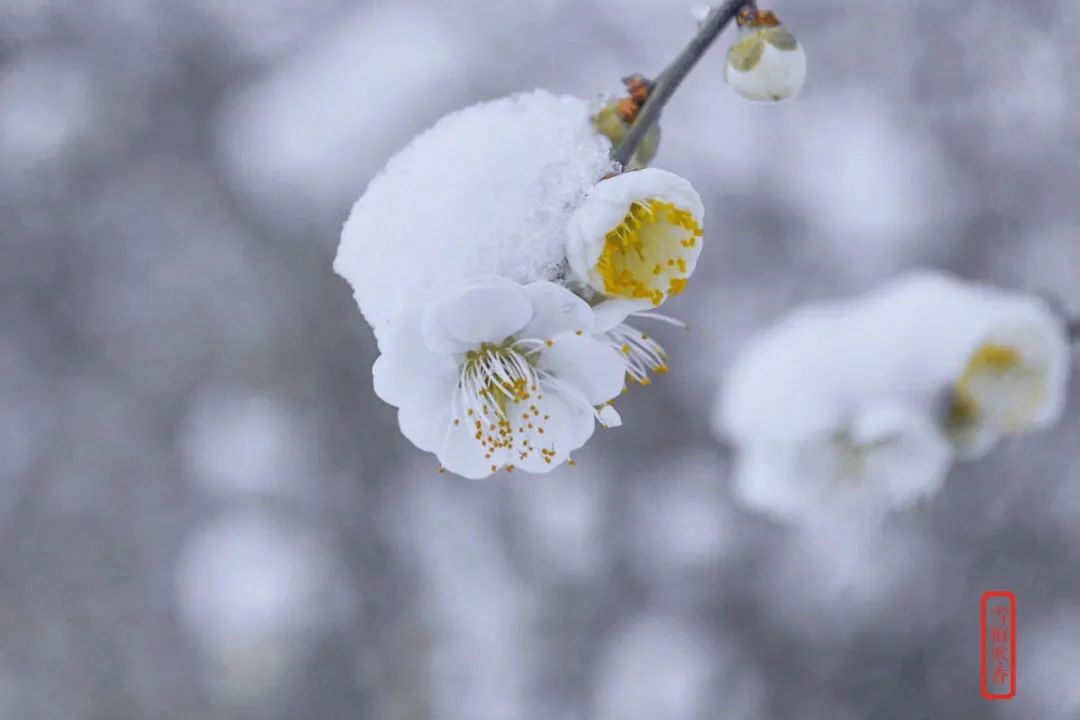 踏雪探梅时，静待故人归（十首探梅的诗词）