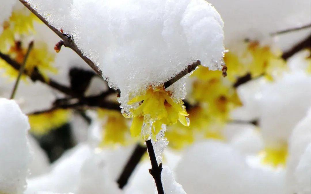 踏雪探梅时，静待故人归（十首探梅的诗词）