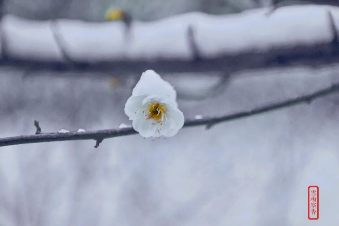 踏雪探梅时，静待故人归（十首探梅的诗词）