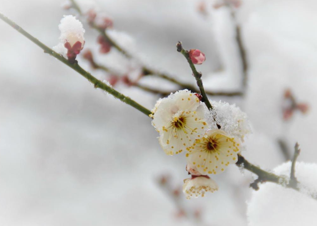 踏雪探梅时，静待故人归（十首探梅的诗词）