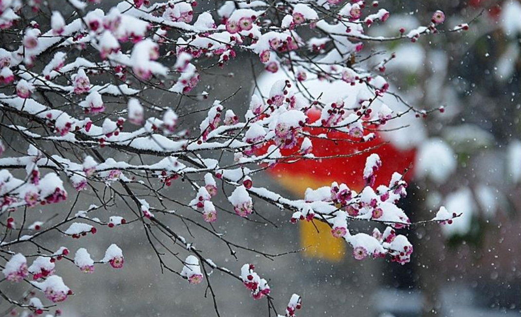 踏雪探梅时，静待故人归（十首探梅的诗词）