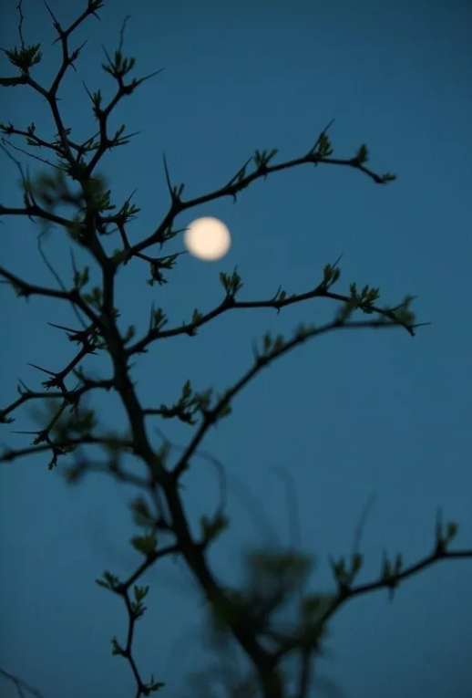 月夜优美古诗大全（八首月夜诗词经典）