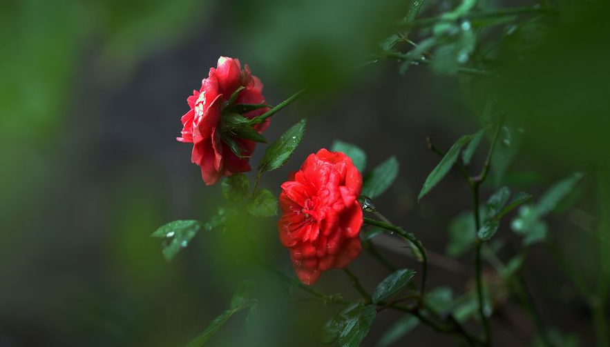 夜雨听秋 往事如烟（十首夜雨诗词）