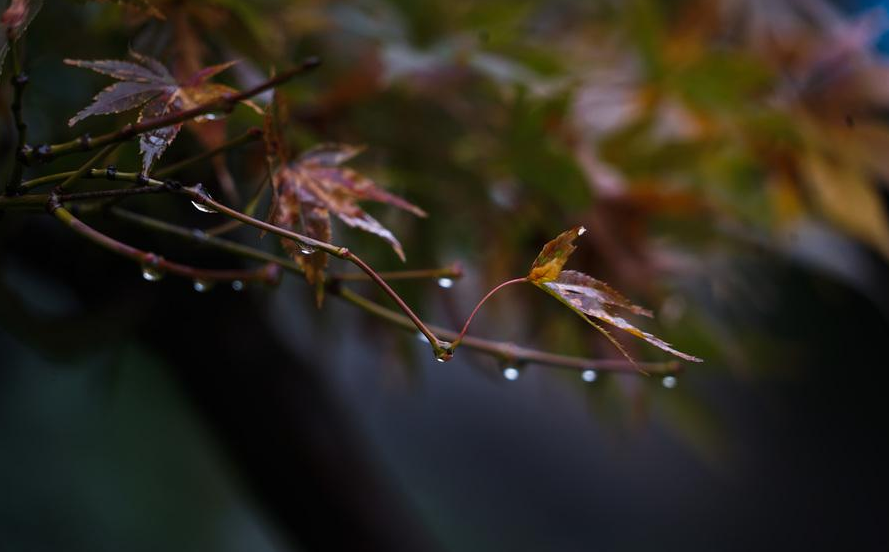 夜雨听秋 往事如烟（十首夜雨诗词）