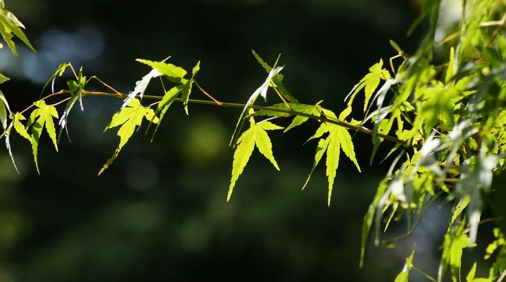 秋天经典古诗词有哪些（12首新秋古诗词）