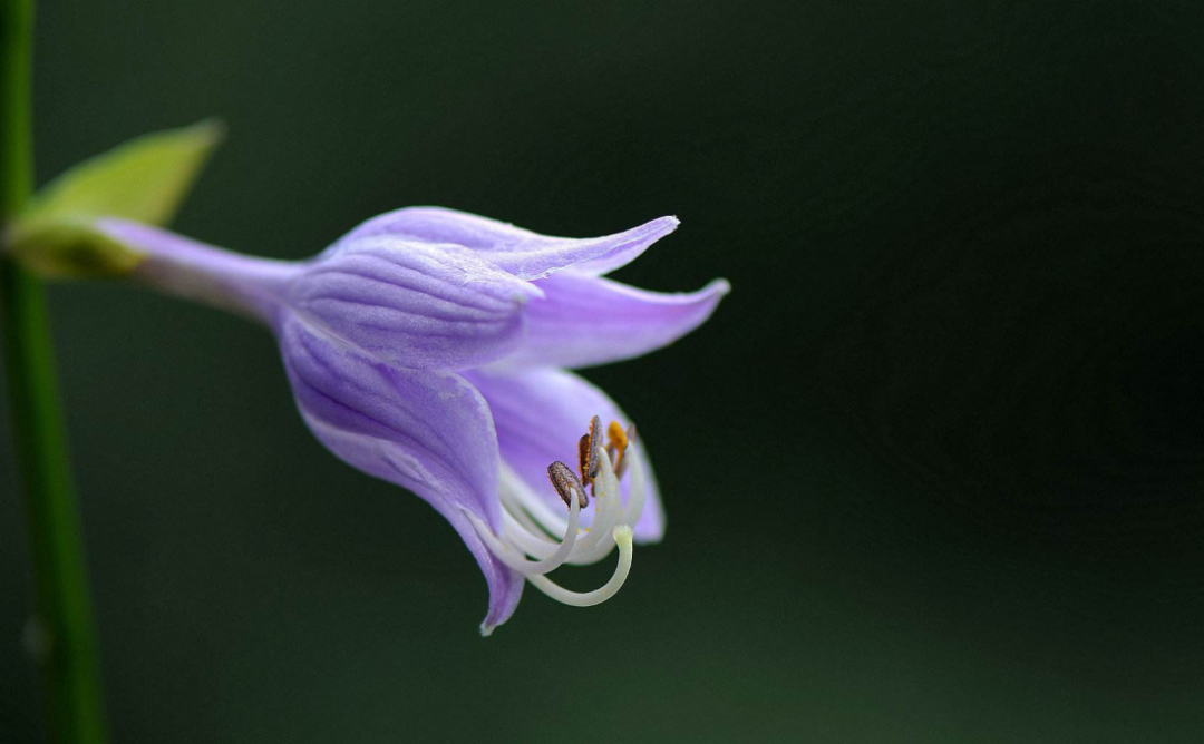 玉簪花经典古诗有哪些（十五首玉簪花的诗词）