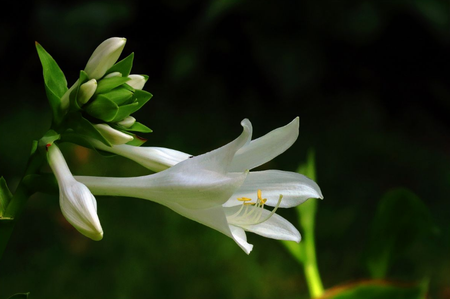 玉簪花经典古诗有哪些（十五首玉簪花的诗词）