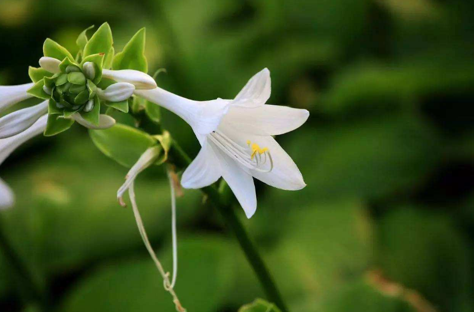 玉簪花经典古诗有哪些（十五首玉簪花的诗词）