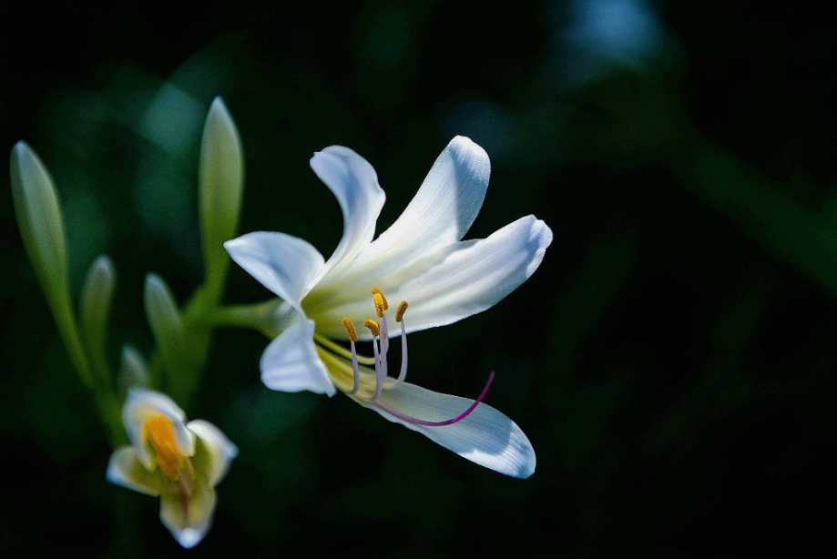 玉簪花经典古诗有哪些（十五首玉簪花的诗词）