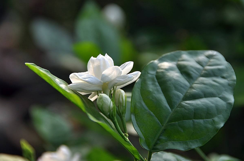 茉莉花经典古诗大全（12首关于茉莉花的古诗词）