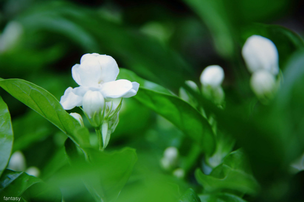 茉莉花经典古诗大全（12首关于茉莉花的古诗词）