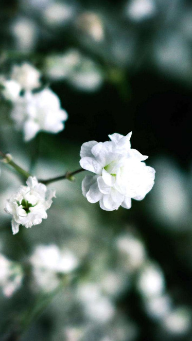 茉莉花经典古诗大全（12首关于茉莉花的古诗词）