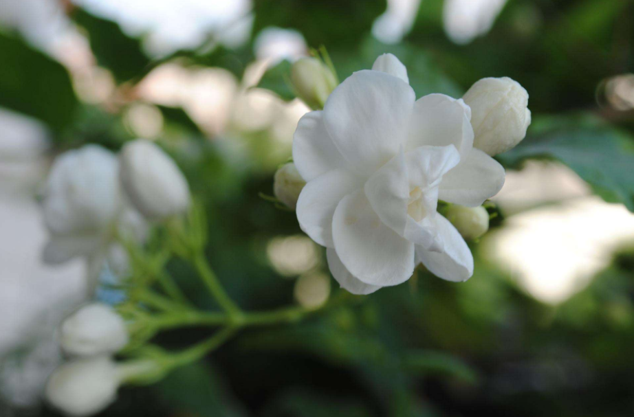 茉莉花经典古诗大全（12首关于茉莉花的古诗词）