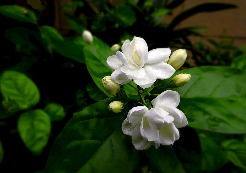 茉莉花经典古诗大全（12首关于茉莉花的古诗词）