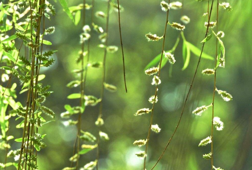 杨花经典古诗有哪些（十二首吟咏杨花的诗词）