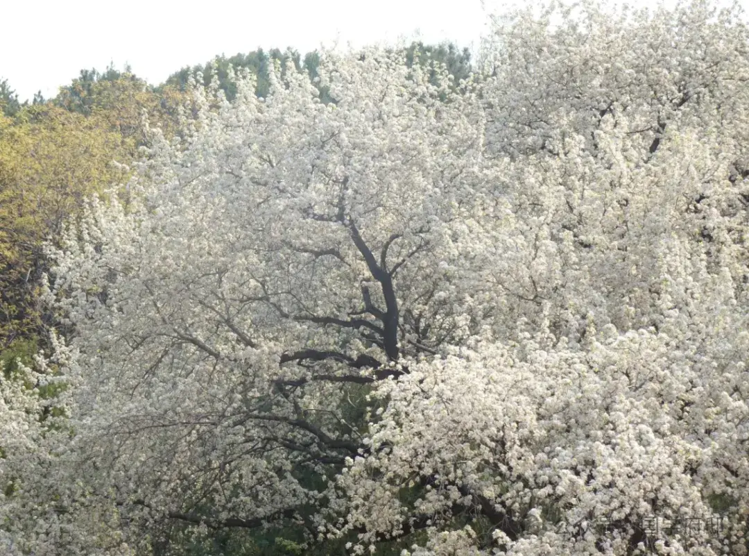 踏青诗词古句有哪些（35首春游踏青诗词）