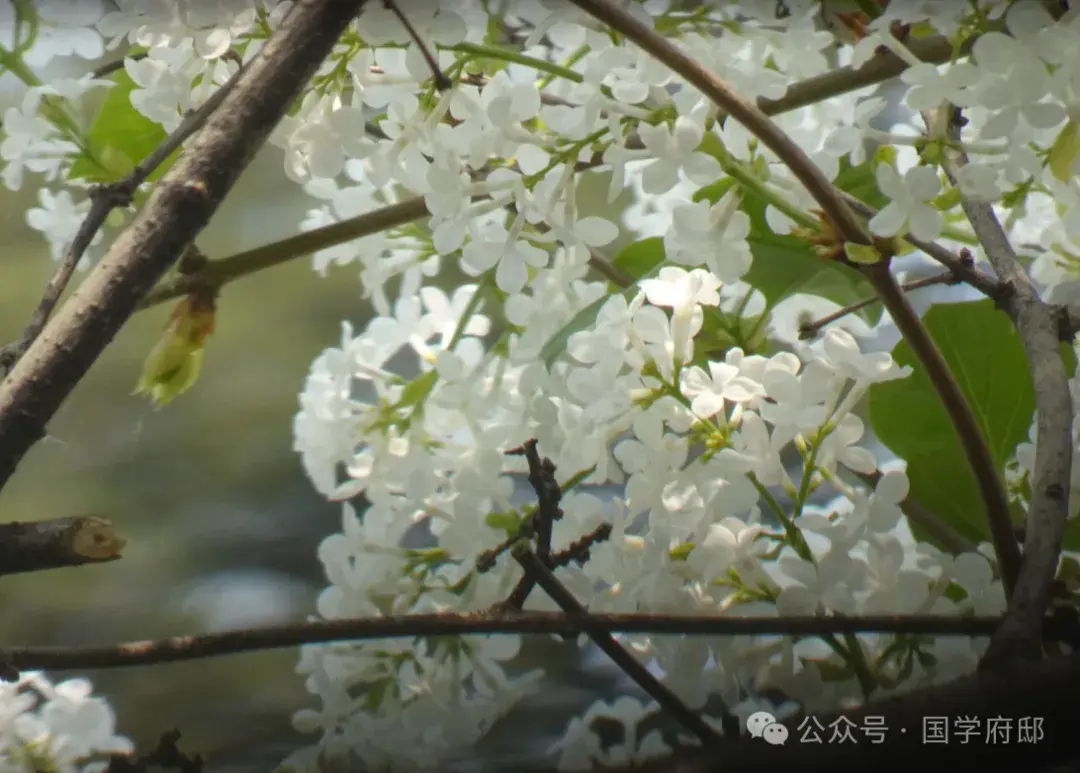 踏青诗词古句有哪些（35首春游踏青诗词）