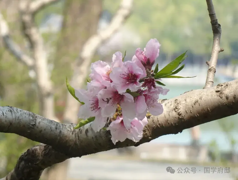 踏青诗词古句有哪些（35首春游踏青诗词）