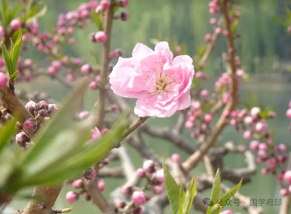 踏青诗词古句有哪些（35首春游踏青诗词）