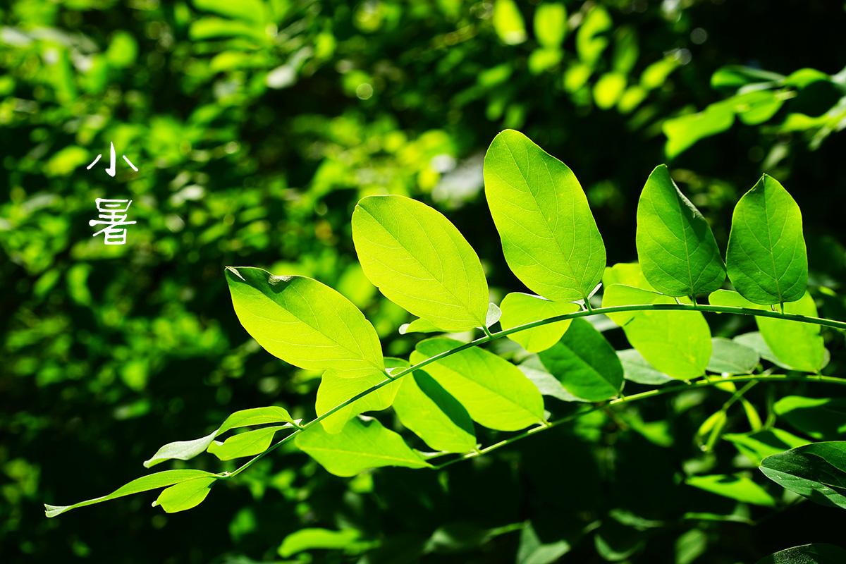 享一隅安闲，赏一庭花香（二十四节气小暑5首古诗词）