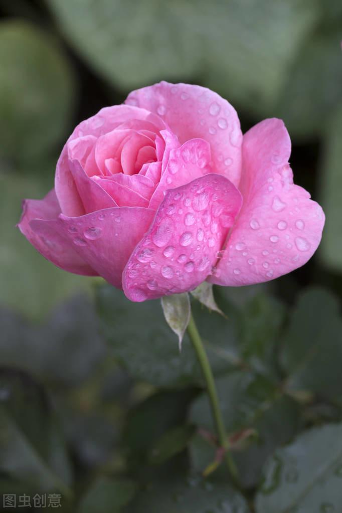 夏雨经典诗词大全（5首古诗词里夏天的雨）