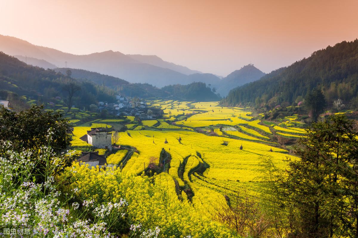 油菜花经典诗词大全（6首唯美的油菜花古诗词）