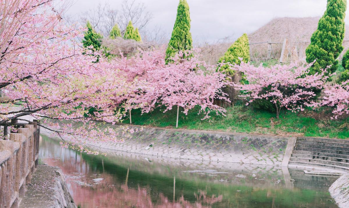 樱花经典诗词大全（5首古诗词里赏樱花）